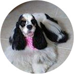 Lola-American-Cocker-Spaniel