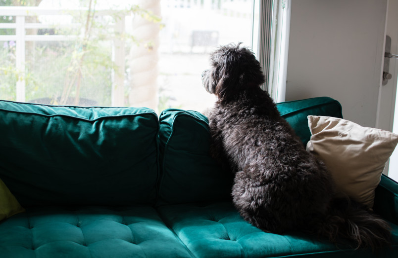 Dog Sitting on Couch Waiting for Owner