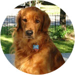 Pearl - Golden Retriever