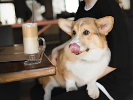 This adorable brown and white corgi, sitting at a coffee shop with its owner, gazes eagerly at a cup of coffee as if wanting to drink it. But can dogs drink coffee? What happens if a dog drinks coffee?