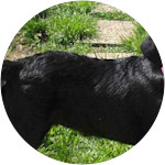 Willow - Labrador-Retriever