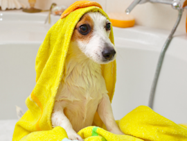 Small white dog wrapped in a bright yellow towel sitting in a bathtub after bath time, demonstrating a key step in how to give a dog a bath properly—drying them thoroughly to prevent chills and keep them comfortable after washing.