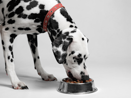 A spotted Dalmatian with a red collar bends down to eat from a metal bowl, showcasing a position that could potentially contribute to bloat in dogs – a serious and potentially life-threatening condition where the stomach fills with gas and may twist, requiring immediate veterinary attention particularly in deep-chested breeds.