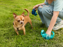 A human pet owner picking up dog poop with a plastic bag while walking a Chihuahua on a leash. This scenario raises questions like 'why is my dog pooping so much,' 'is it normal for a dog to poop once a day,' and 'what to do if a dog is trying to poop but nothing comes out.