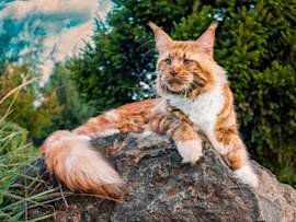 A majestic Maine Coon cat with luxurious orange and white fur lounges regally on a large rock against a natural backdrop of evergreen trees - a stunning example of "big cat breeds" showcasing the breed's impressive size and distinctive leonine appearance.