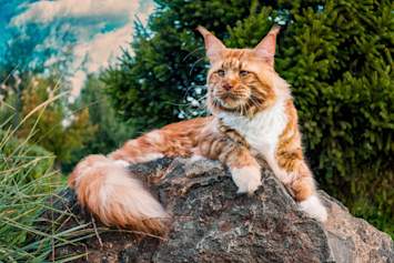 A majestic Maine Coon cat with luxurious orange and white fur lounges regally on a large rock against a natural backdrop of evergreen trees - a stunning example of "big cat breeds" showcasing the breed's impressive size and distinctive leonine appearance.