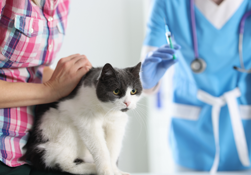 A pet owner comforts their black and white cat while a veterinarian prepares to administer essential cat vaccines during a routine appointment.