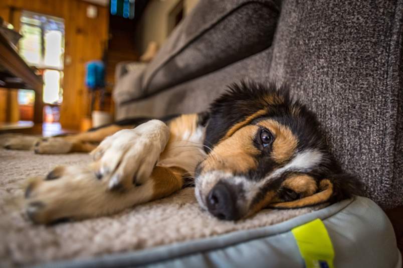 A puppy resting in his puppy bed with all the puppy supplies he needs.