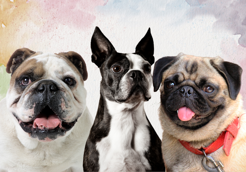 This trio shows why flat-faced breeds like bulldogs, Boston terriers, and pugs are prone to panting.