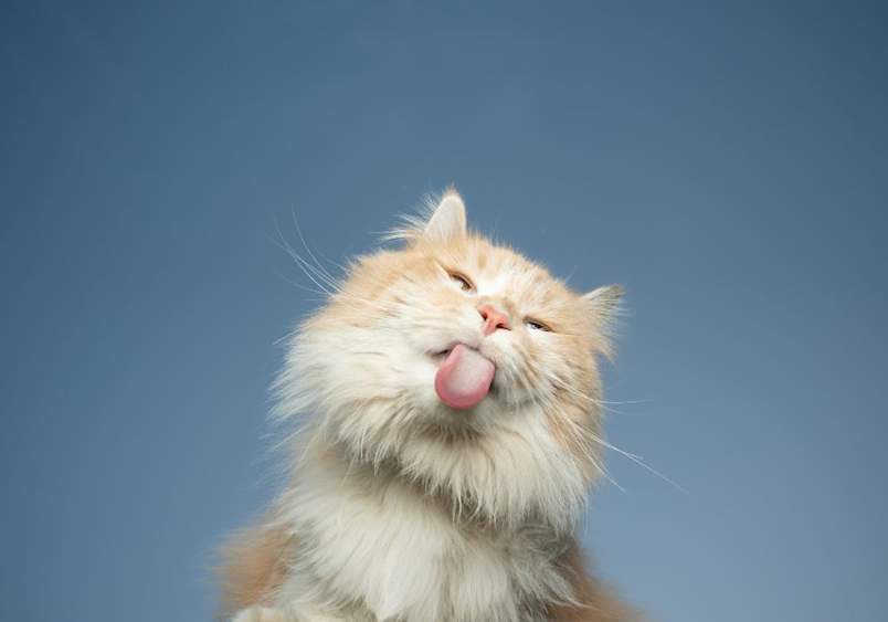 A fluffy cream and white cat sticks its tongue out against a blue background, ideal for generating funny cat names, good kitten names, or male cat names with personality.