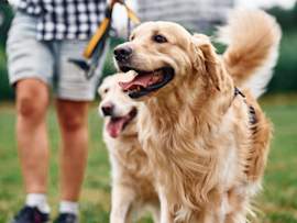 Golden Retrievers Walking with First Time Owners