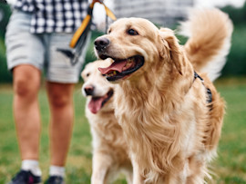 Golden Retrievers Walking with First Time Owners