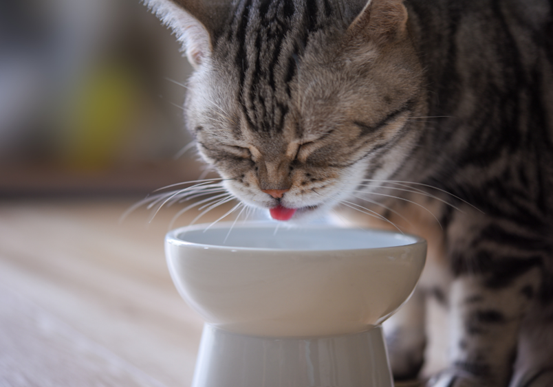 A tabby cat with closed eyes delicately drinks from a raised white bowl, highlighting the importance of knowing what foods are toxic to cats and ensuring they consume only safe options, as many common human foods can be dangerous for our feline companions despite their interest in our meals.