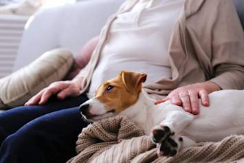 Emotional Support Dog Comforting Owner by Lying Down on Their Lap