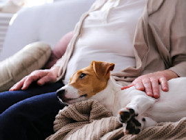 Emotional Support Dog Comforting Owner by Lying Down on Their Lap