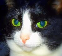 Eyes cat mona lisa