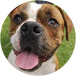 Ringo, an American Bulldog