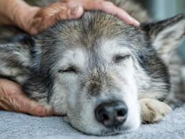 An owner gently cradles the head of their aging gray Husky as the dog rests quietly on a soft blanket. For many pet owners, this kind of moment marks one of the hardest decisions they'll ever face. Knowing when to euthanize a dog — and what to expect during the process — can help you make the most compassionate choice for your pet when the time comes.