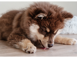 Dog demonstrates the natural licking behavior that often has owners wondering "why is my dog licking everything" as it explores its environment through taste and scent. If you've ever asked "why does my dog lick so much," this image perfectly captures how dogs use licking as a way to investigate their surroundings, clean themselves, and show comfort.