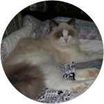 Lady Izza Bell - Ragdoll