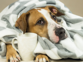 dog laying under blanket with mug between hands