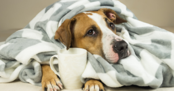 dog laying under blanket with mug between hands