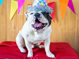 French Bulldog birthday party