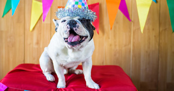 French Bulldog birthday party