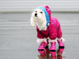 White Dog in Pink Coat and Boots