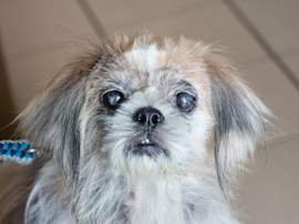 Close-up portrait of an elderly Shih Tzu dog with distinctive cloudy, bluish-grey eyes and long, silky grey and white fur, showcasing typical signs of canine nuclear sclerosis or cataracts.