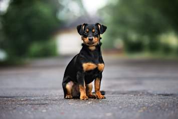 A compact, black-and-tan mixed breed dog sits confidently on a paved path, gazing directly into the camera with bright, expressive eyes and a hint of a smile. With features that suggest a blend of Miniature Pinscher, Dachshund, and possibly Chihuahua, this little pup is a great example of how mixed breed dogs often combine the best physical traits of multiple breeds into one irresistibly unique package.