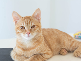 Cat lying down on the floor looking unwell and might throw up anytime. But the question is how to make a cat throw up?