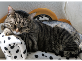 This peaceful tabby cat demonstrates why cats are nocturnal animals, resting comfortably during daytime hour.