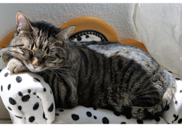 This peaceful tabby cat demonstrates why cats are nocturnal animals, resting comfortably during daytime hour.