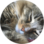 Tabby cat sleeping on blanket