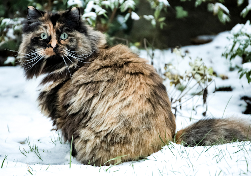 A tortoiseshell ragdoll cat sits regally in the snow, its plush coat fluffed against the cold, showcasing the breed's impressive size and luxurious fur that ragdolls are known for, perfectly highlighting this docile breed's adaptable personality and distinctive traits that make ragdoll kittens grow into such sought-after companions.