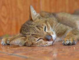 A brown tabby cat with FIV (feline immunodeficiency virus), also known as feline AIDS or feline HIV, resting peacefully on a tiled floor, showcasing the resilience of FIV-positive cats despite their condition.
