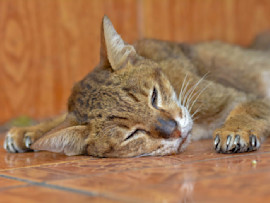 A brown tabby cat with FIV (feline immunodeficiency virus), also known as feline AIDS or feline HIV, resting peacefully on a tiled floor, showcasing the resilience of FIV-positive cats despite their condition.