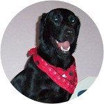 Kiara-Labrador Retriever