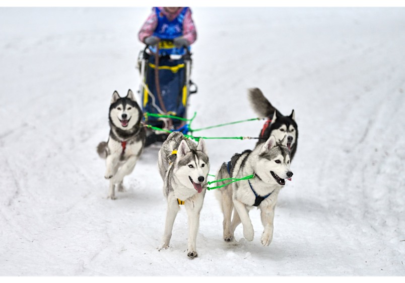 This dynamic image of Siberian Huskies pulling a sled perfectly illustrates why do dogs howl, especially "wolfy" breeds with strong pack instincts and wolf ancestry.