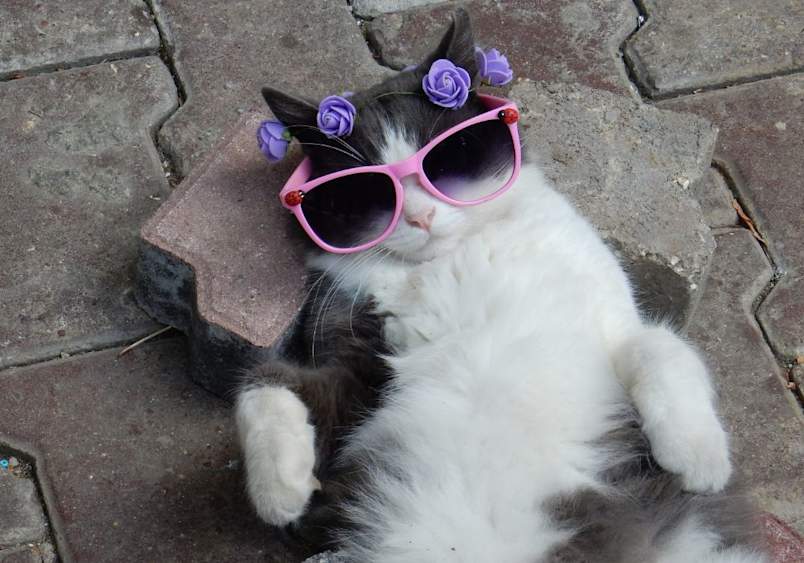 A stylish black and white cat lounges on a patio wearing oversized pink sunglasses and a purple flower crown, perfect for those seeking funny cat names or cute cat names for boys and girls.