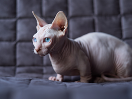 A stunning Bambino cat perches on a plush navy couch, its wrinkled hairless skin and enormous ears giving it that classic Sphynx look, while the shorter legs reveal its Munchkin heritage.