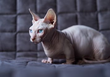 A stunning Bambino cat perches on a plush navy couch, its wrinkled hairless skin and enormous ears giving it that classic Sphynx look, while the shorter legs reveal its Munchkin heritage.