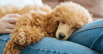 Poodle napping on person's legs