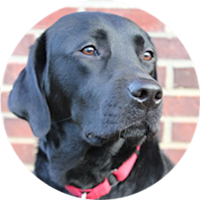 Harry the Labrador Retriever
