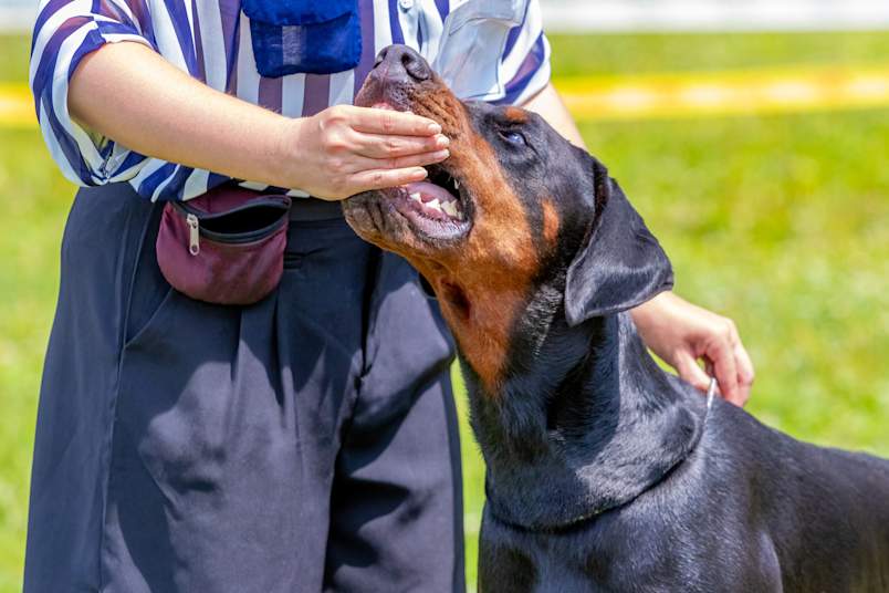 A professional dog trainer works closely with a Doberman during an outdoor training session, offering a treat by hand to help address resource guarding in dogs. Hand-feeding is one of the most effective techniques used to build trust and reduce food aggression in dogs, teaching them to associate a human's presence near food with positive experiences rather than a threat.