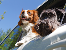 A Welsh Springer Spaniel and a shaggy grey dog lean out of a car window against a blue sky backdrop - a perfect example of "why do dogs like sticking their head out the window" behavior that delights both pets and their owners.
