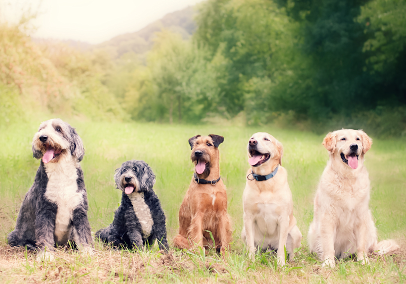 These five healthy dogs of varying breeds demonstrate how histiocytomas in dogs can affect any canine, regardless of breed or size, with young dogs being most commonly diagnosed with these benign button tumors.