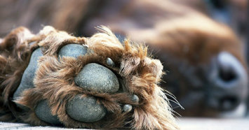 Brown dog's paw pad and nails