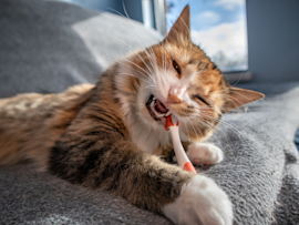 A cat chewing plastic on a couch, making its human owner wonder "why does my cat chew on plastic?"